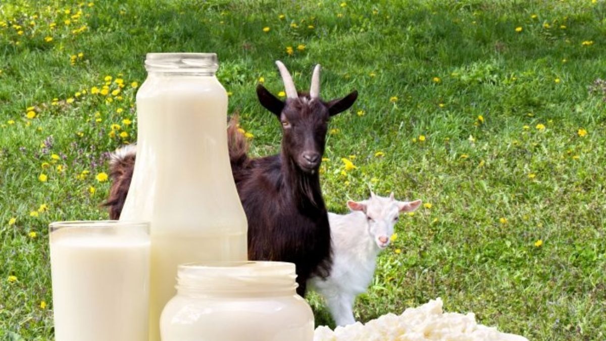 Goat Milk Product