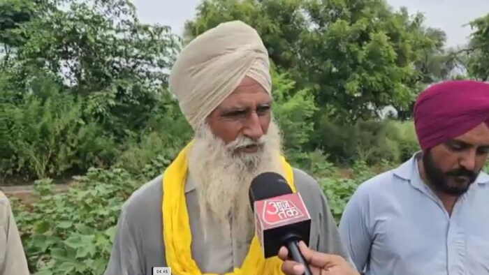 There is a crisis looming over cotton farming in Punjab