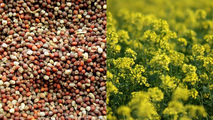 Mustard Seeds