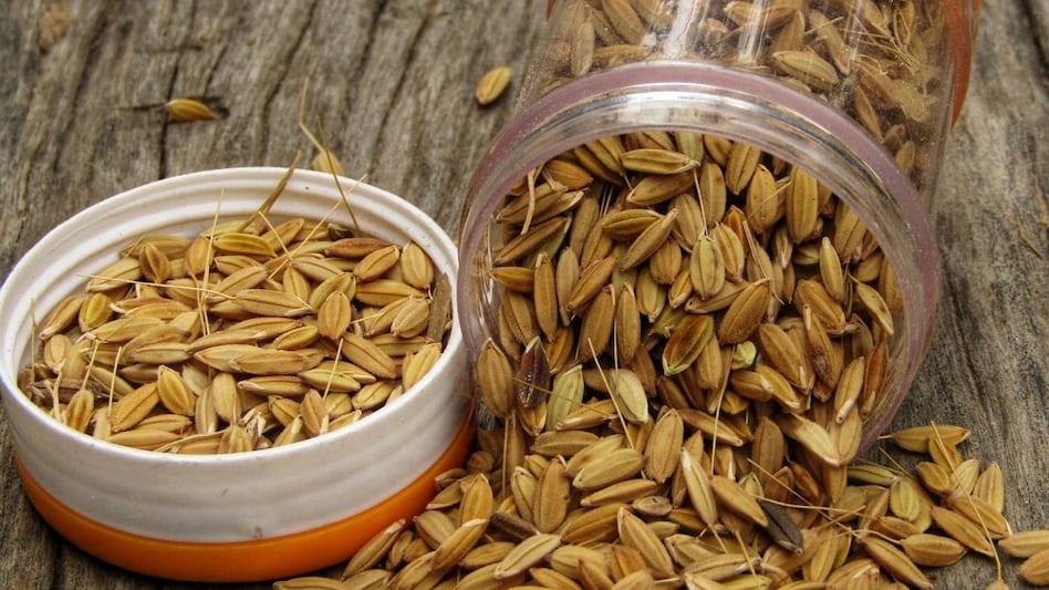 Seed Exhibition: बीज प्रदर्शनी में एक नहीं पूरे धान की 100 किस्मों का प्रदर्शन Seed Exhibition: बीज प्रदर्शनी में एक नहीं पूरे धान की 100 किस्मों का प्रदर्शन