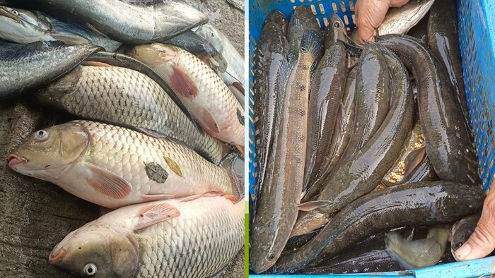 मछली पालकों के लिए बड़ा अपडेट.