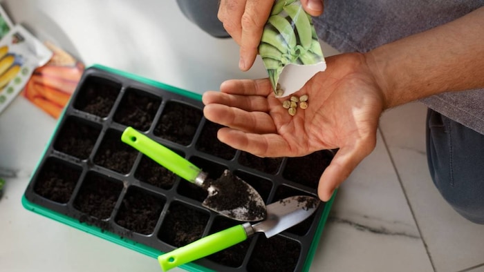 fake seeds prevention