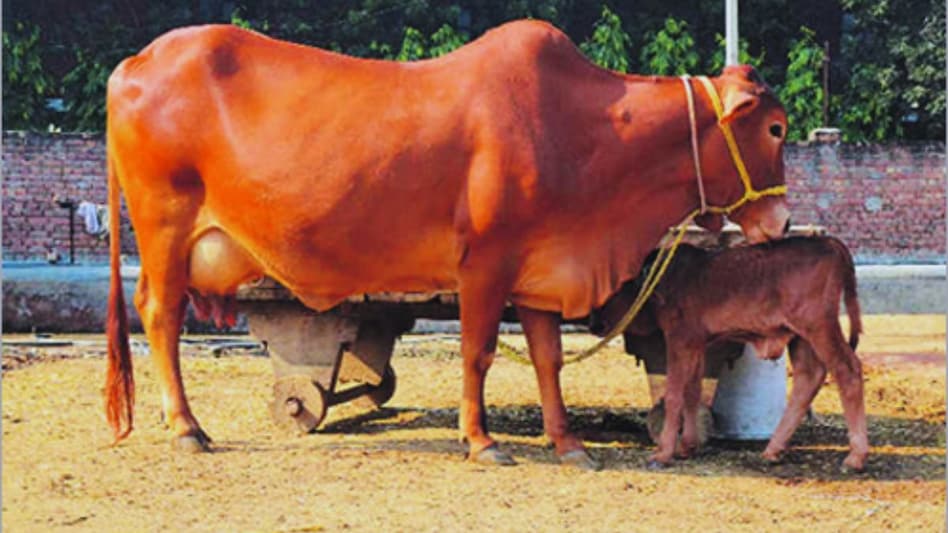 Animal Care: बदलते मौसम में कैसे करें गाय-भैंस की देखभाल, एक्सपर्ट ने बताए 15 टिप्स  Animal Care: बदलते मौसम में कैसे करें गाय-भैंस की देखभाल, एक्सपर्ट ने बताए 15 टिप्स