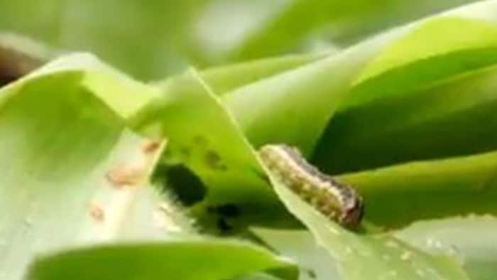 Maize Fall armyworm Pest attack