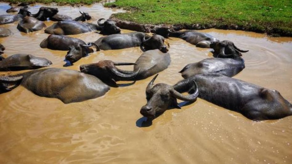 Animal Disease: बरसात में पशुओं को कौन-कौनसी बीमारियां होती हैं, क्या हैं उपाय और इलाज  Animal Disease: बरसात में पशुओं को कौन-कौनसी बीमारियां होती हैं, क्या हैं उपाय और इलाज