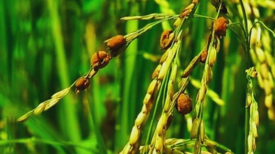 किसानों को मिलेगी कीटों से राहत, हरियाणा कृषि विश्वविद्यालय में नई तकनीकों पर जोर किसानों को मिलेगी कीटों से राहत, हरियाणा कृषि विश्वविद्यालय में नई तकनीकों पर जोर