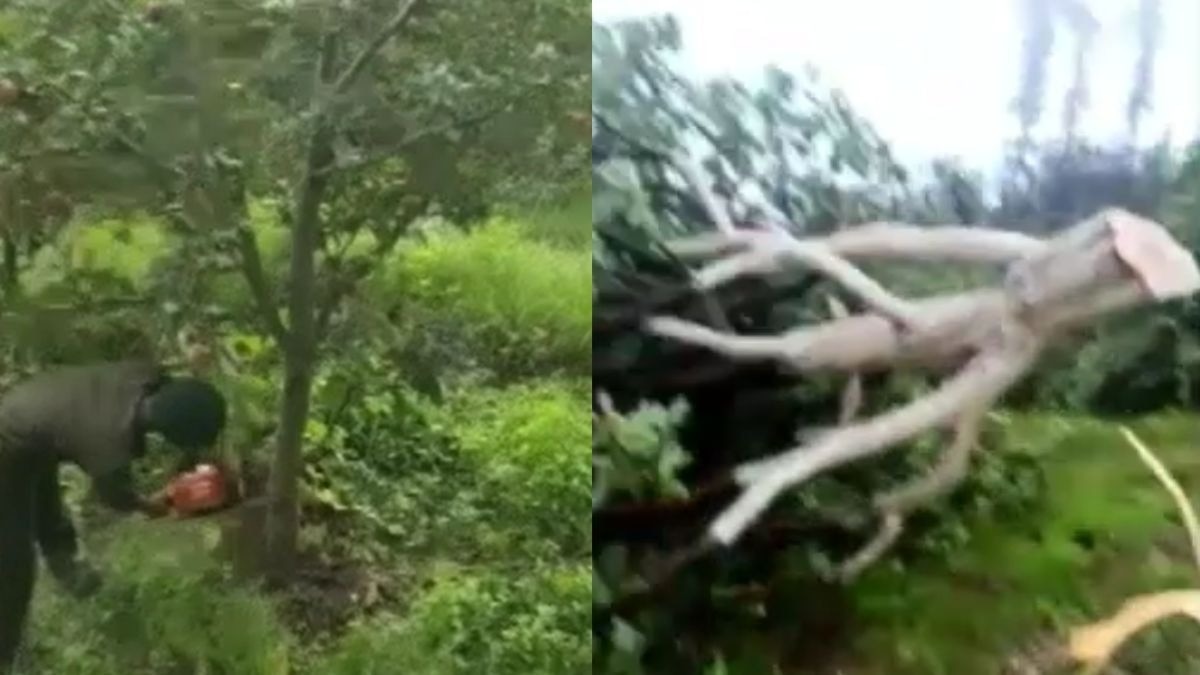 Apple Tree Cutting Himachal