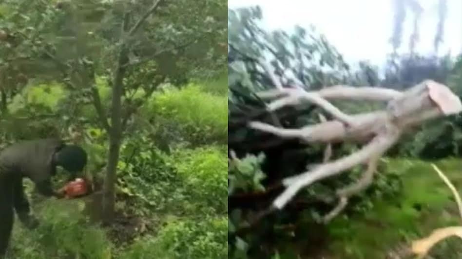 शिमला में 26 जुलाई को सचिवालय का घेराव करेंगे सेब किसान, पेड़ों की कटाई पर राज्य सरकार से नाराज शिमला में 26 जुलाई को सचिवालय का घेराव करेंगे सेब किसान, पेड़ों की कटाई पर राज्य सरकार से नाराज