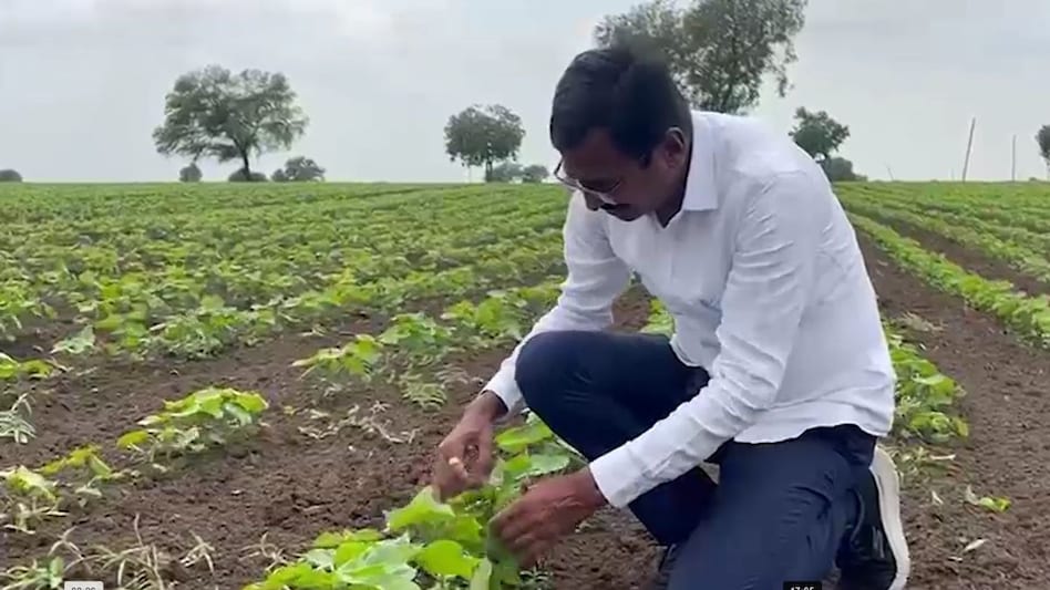 2030 तक भारत बनेगा कपास का ग्लोबल सुपरपावर, अकोला मॉडल देशभर में होगा लागू 2030 तक भारत बनेगा कपास का ग्लोबल सुपरपावर, अकोला मॉडल देशभर में होगा लागू