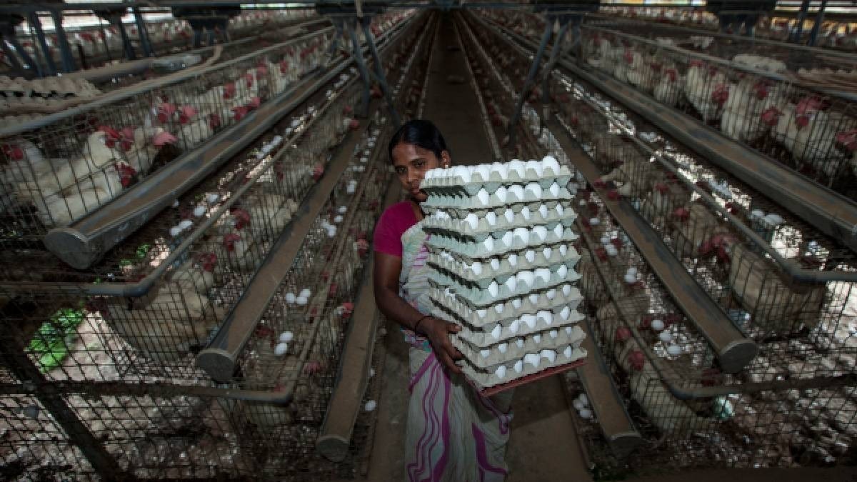 poultry farm