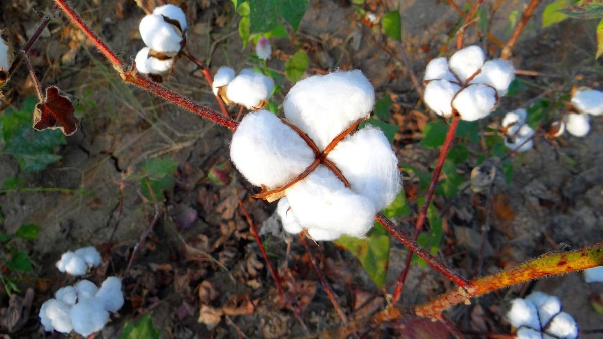 Cotton Farming Tips 