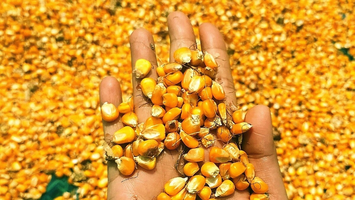 maize seed germination problem
