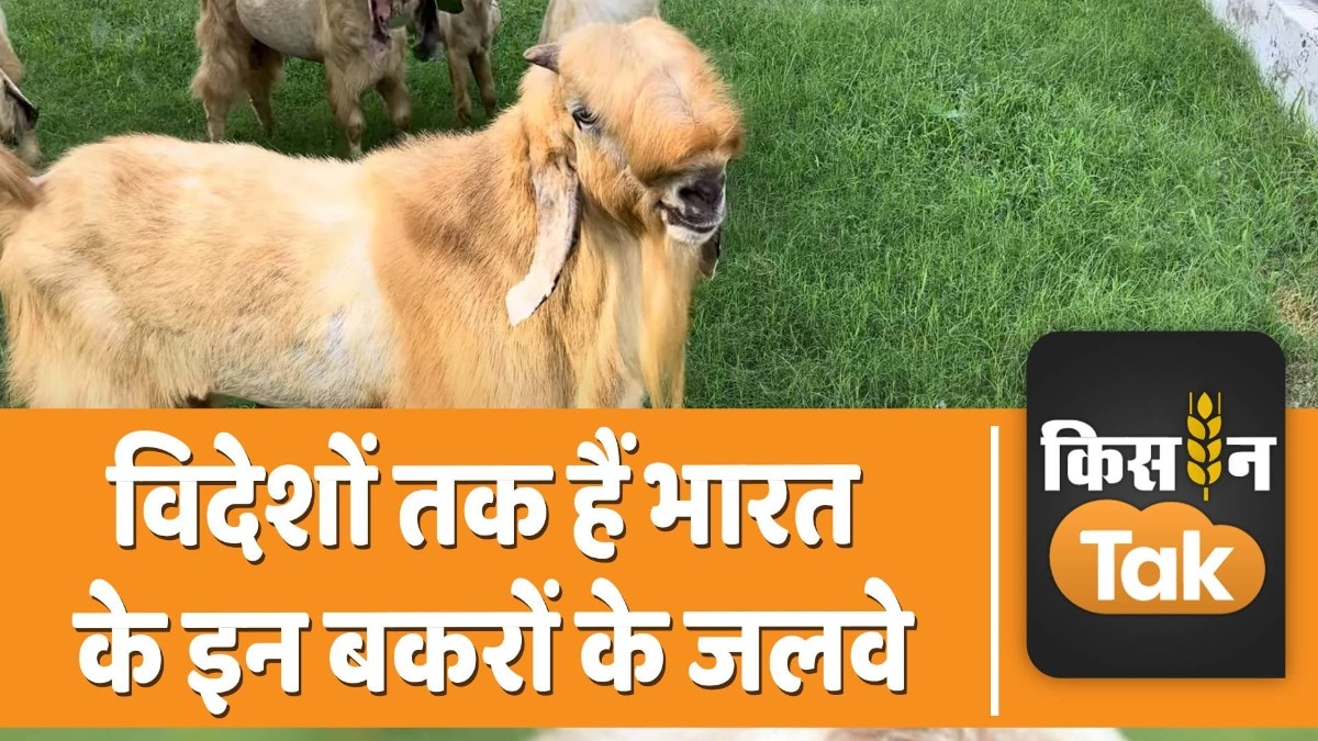 Goat Breed: दूध-मीट और ज्यादा बच्चों के लिए बकरियों की कौन सी नस्ल पाली जाती है, जानें यहां  Goat Breed: दूध-मीट और ज्यादा बच्चों के लिए बकरियों की कौन सी नस्ल पाली जाती है, जानें यहां