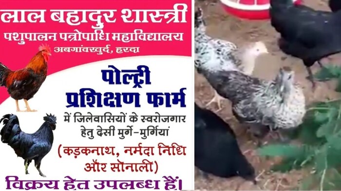 मुर्गी के नाम पर बवाल