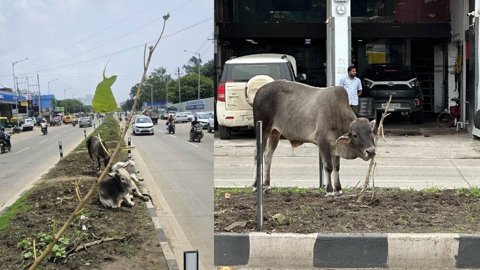 MP: बिना फेंसिंग सिक्स-लेन पर लगा दिए पौधे, चारा समझ खा गए मवेशी MP: बिना फेंसिंग सिक्स-लेन पर लगा दिए पौधे, चारा समझ खा गए मवेशी