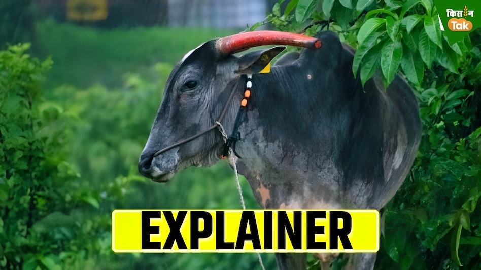 Animal Care: शेड, फीड, सफाई और बायो सिक्योरिटी, बरसात में पशुओं के लिए ये सब क्यों जरूरी है Animal Care: शेड, फीड, सफाई और बायो सिक्योरिटी, बरसात में पशुओं के लिए ये सब क्यों जरूरी है