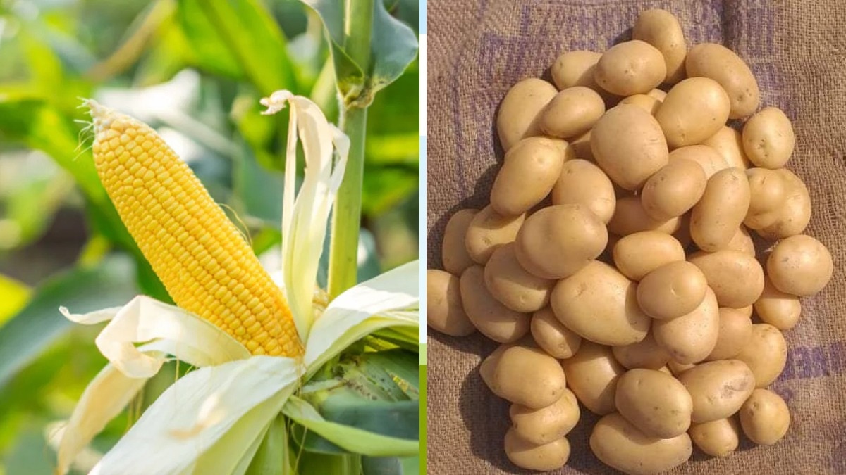 महिलाओं और छोटे किसानों को मिलेगा विशेष लाभ