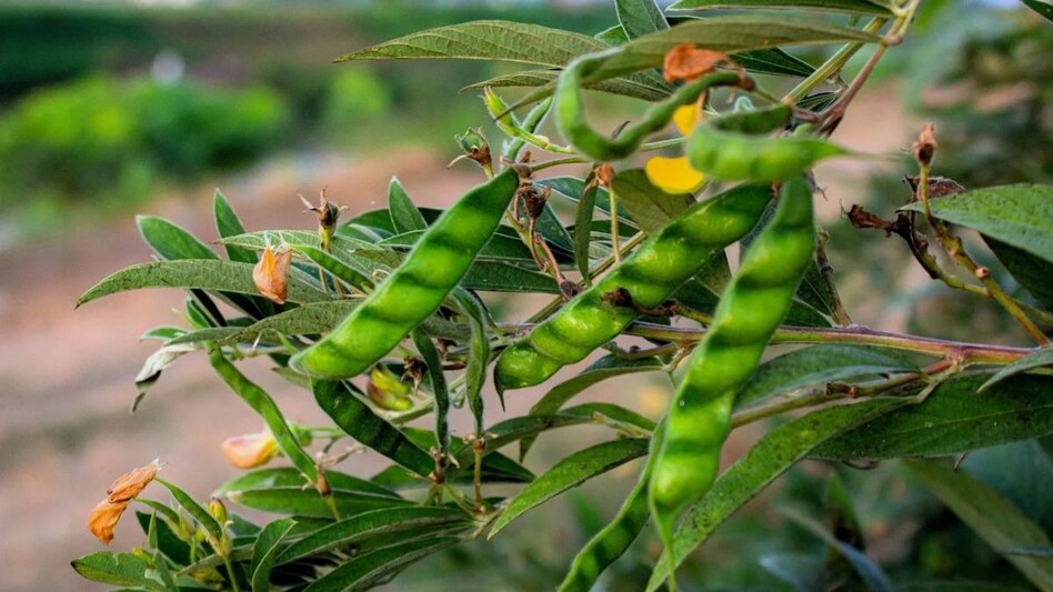 मॉनसून में खेती के लिए बेस्ट है अरहर की ये 5 किस्में, जल्द कर लें बुवाई मॉनसून में खेती के लिए बेस्ट है अरहर की ये 5 किस्में, जल्द कर लें बुवाई