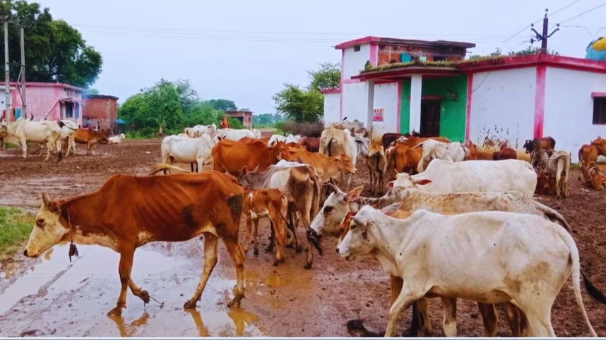 पशुओं को ना होने दें ये 3 रोग