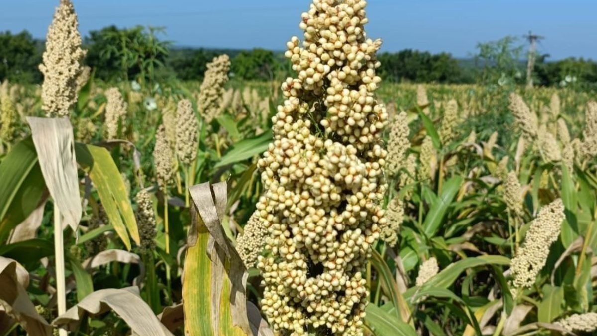 Bajra Farming UP