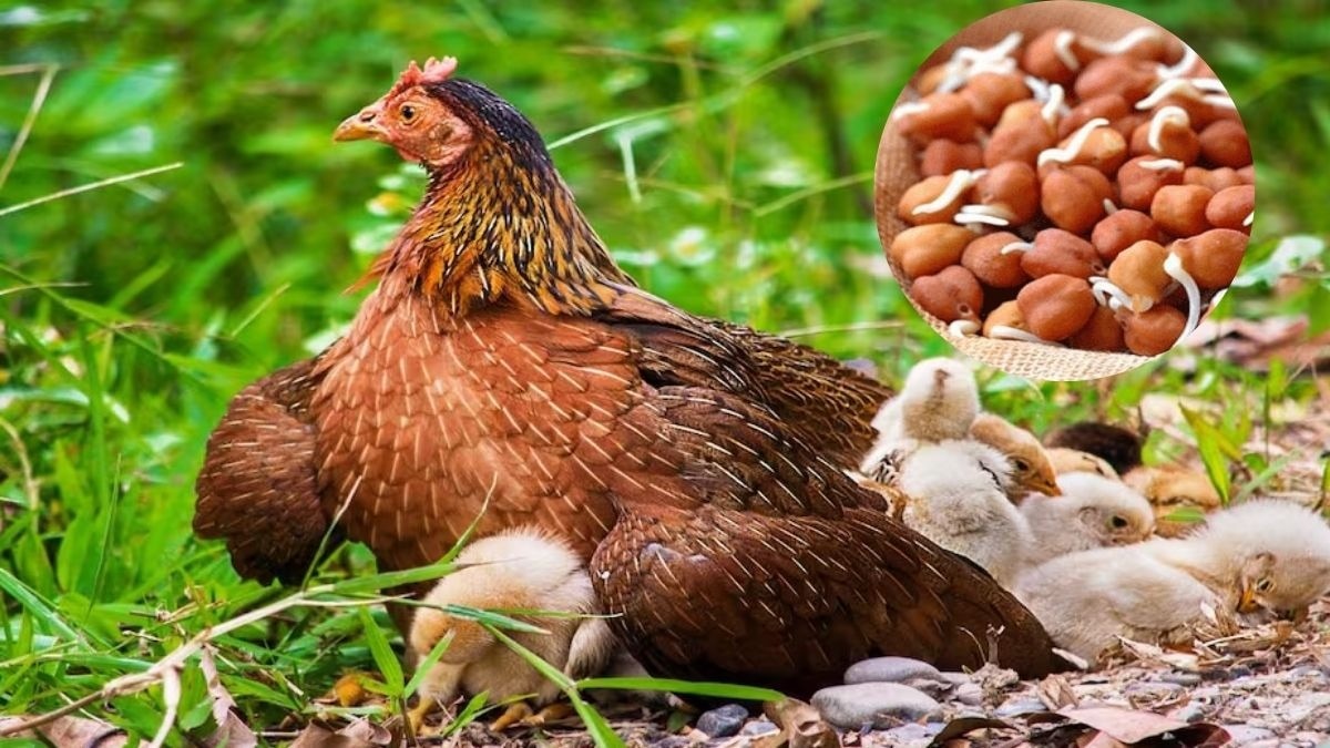 चने का मुर्गे से क्या संबंध