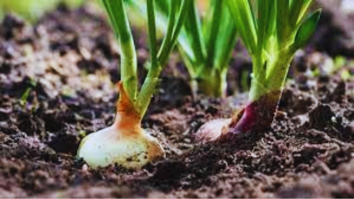 onion farming