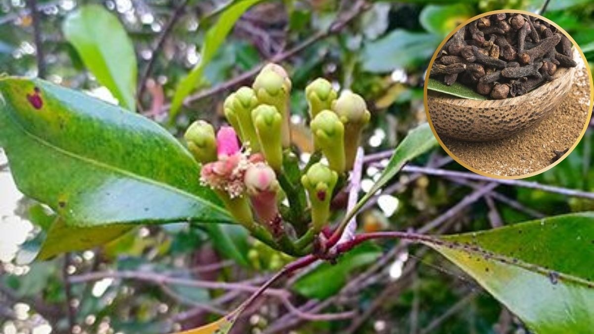 गमले में कैसे उगाएं लौंग