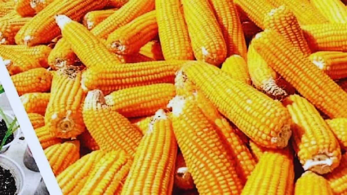 मक्के के कीमत में भारी गिरावट