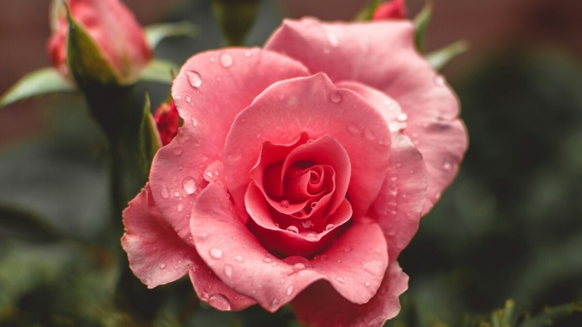 This variety of rose is very special