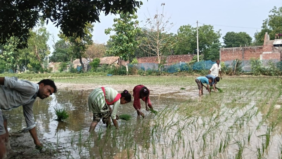 धान की रोपाई करते किसान (फाइल फोटो)