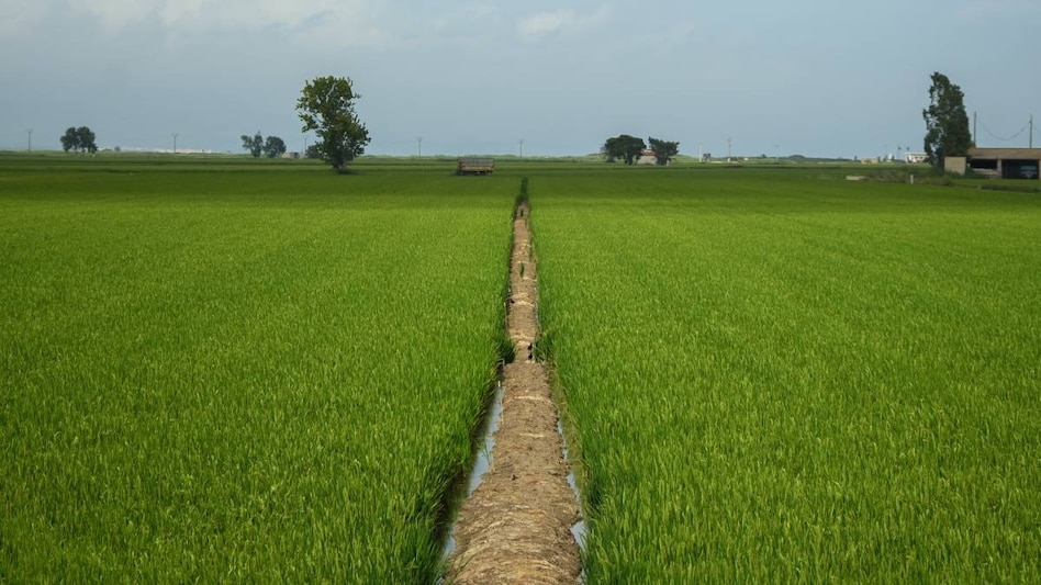 धान की रोपाई पर लगा ब्रेक, मजदूरों की कमी से लक्ष्य में पिछड़ा हरियाणा!   धान की रोपाई पर लगा ब्रेक, मजदूरों की कमी से लक्ष्य में पिछड़ा हरियाणा!