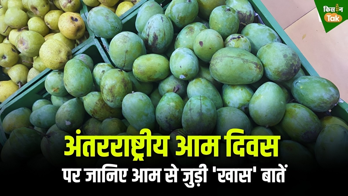 national Mango Day: फलों का राजा आम दुनियाभर में मचा रहा धूम, जानिए पाकिस्तान और बांग्लादेश का कनेक्शन national Mango Day: फलों का राजा आम दुनियाभर में मचा रहा धूम, जानिए पाकिस्तान और बांग्लादेश का कनेक्शन