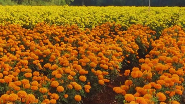 flowers farming MP becomes number three