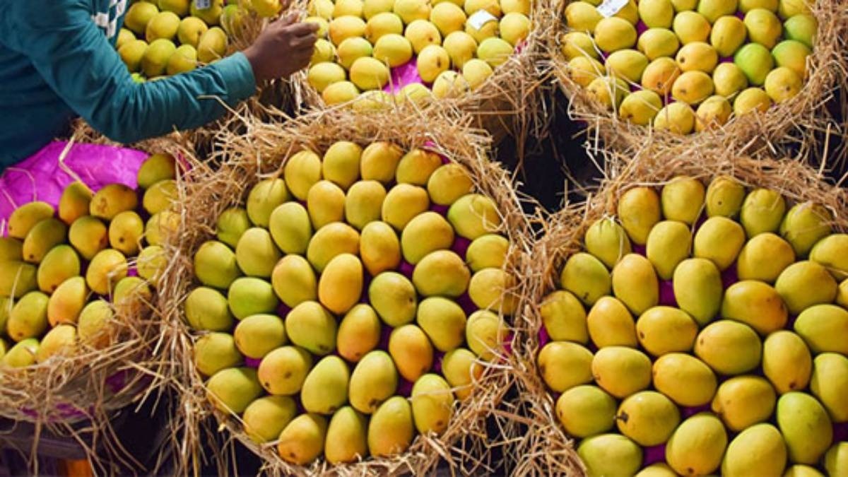 gujarat mango news