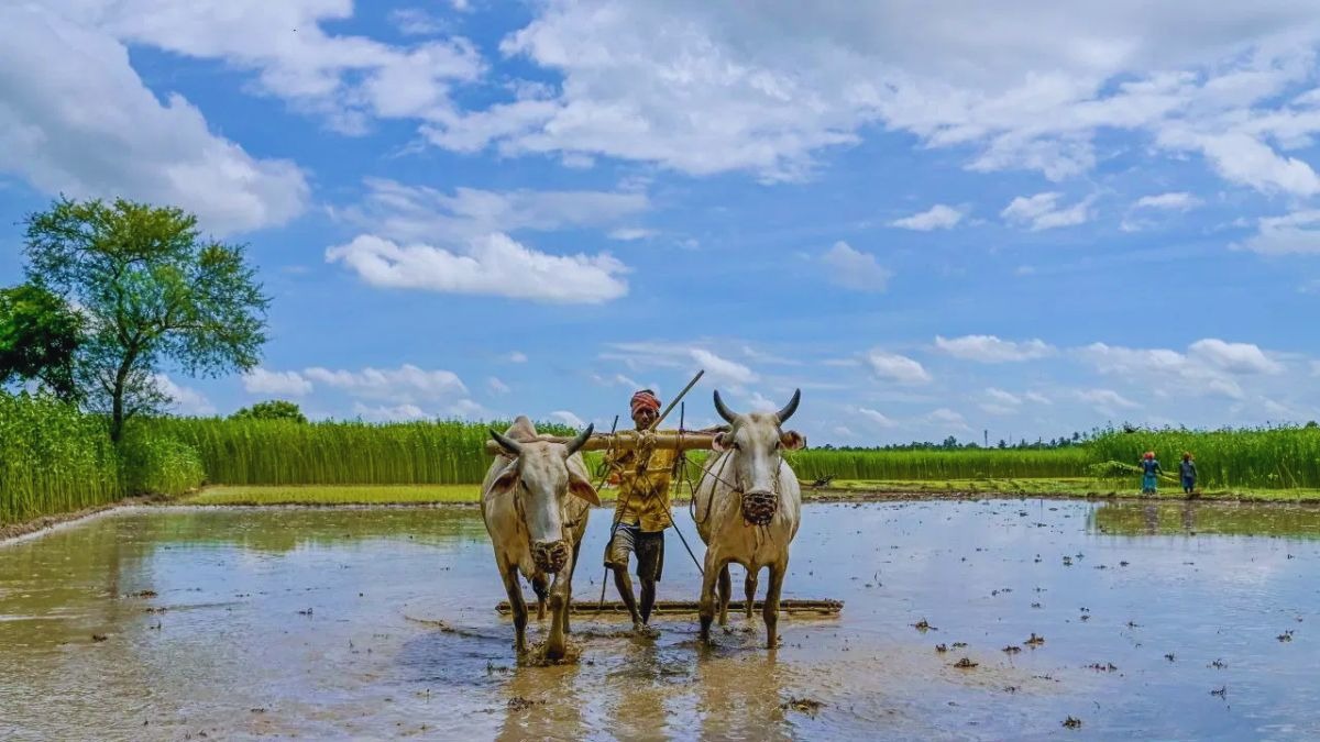 Kharif Crops Sowing latest Data 