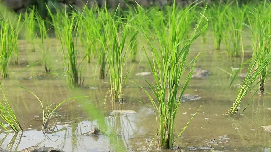 rice field Punjab