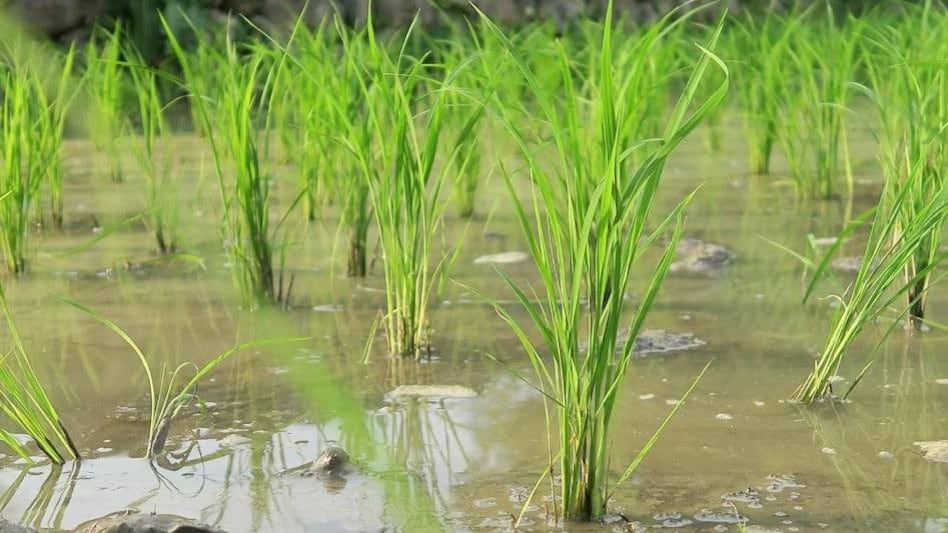 Paddy Crop: पंजाब में धान की बंपर पैदावार ने विशेषज्ञों को डराया, जानें क्यों ज्यादा उपज के बाद भी हैं परेशान  Paddy Crop: पंजाब में धान की बंपर पैदावार ने विशेषज्ञों को डराया, जानें क्यों ज्यादा उपज के बाद भी हैं परेशान