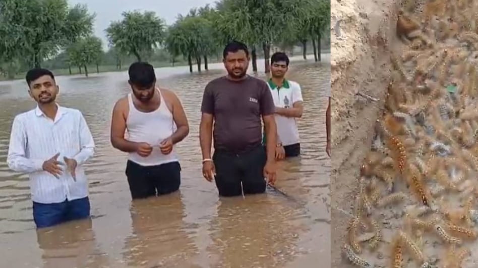 अधिक बारिश से कातरा कीट का प्रकोप बढ़ा, कृषि विभाग ने जारी की बचाव और उपचार की एडवाइजरी अधिक बारिश से कातरा कीट का प्रकोप बढ़ा, कृषि विभाग ने जारी की बचाव और उपचार की एडवाइजरी