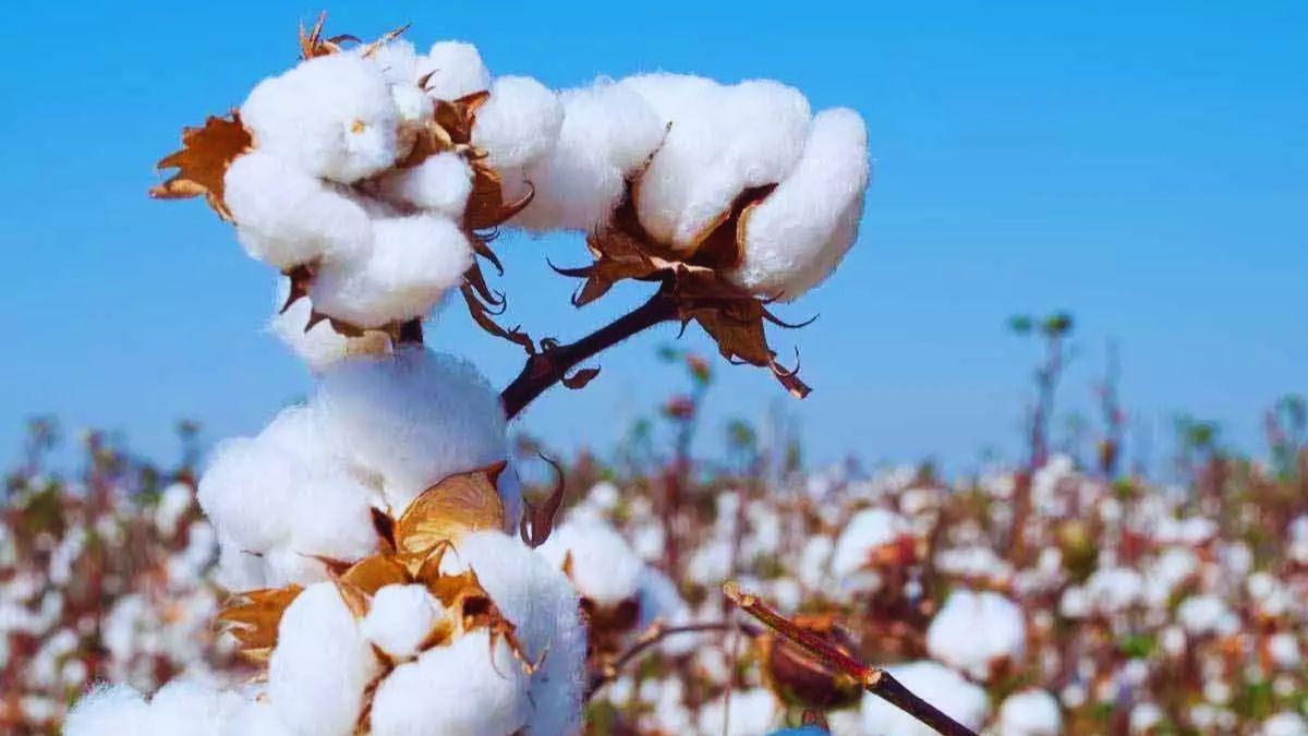 Cotton Production Vision 2025-2034