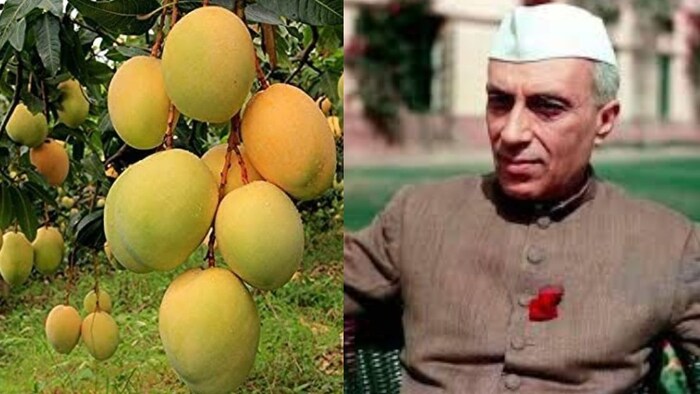 Pandit Nehru had Gifted Mango Plants to China (File Photo)