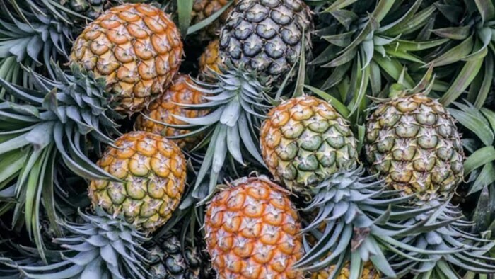 Pineapple Anti Fungal Disease Gene Found