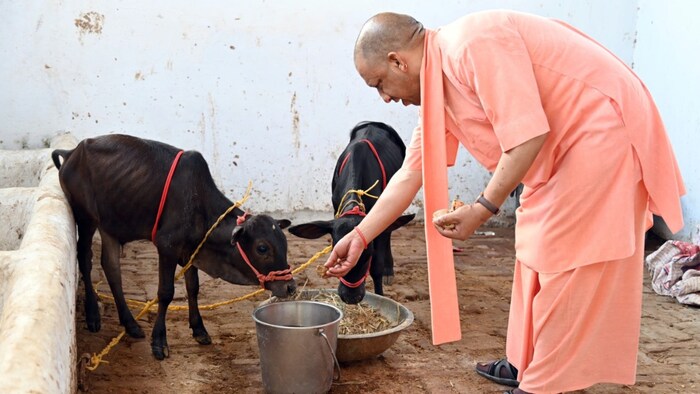 गायों के साथ सीएम योगी (File Photo)