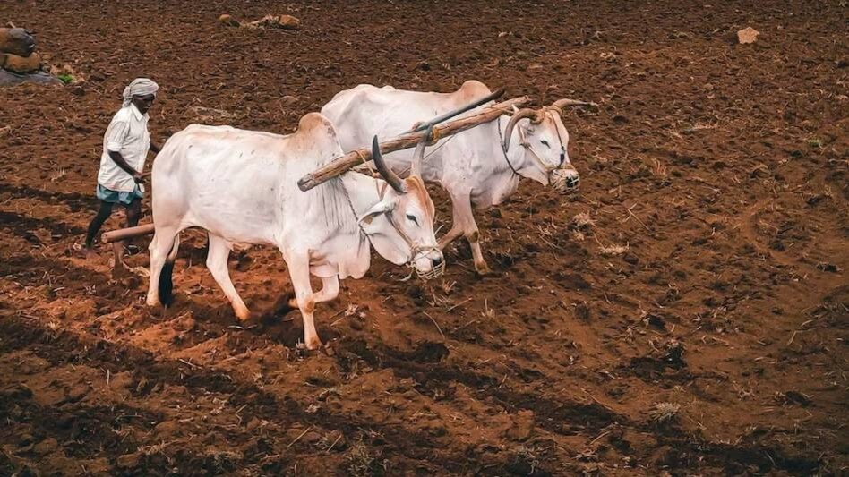 Agri Tech: ICAR के क्लाइमेट फ्रेंडली बीज, IMD का मौसम अलर्ट, खेती हो गई और हाइटेक  Agri Tech: ICAR के क्लाइमेट फ्रेंडली बीज, IMD का मौसम अलर्ट, खेती हो गई और हाइटेक