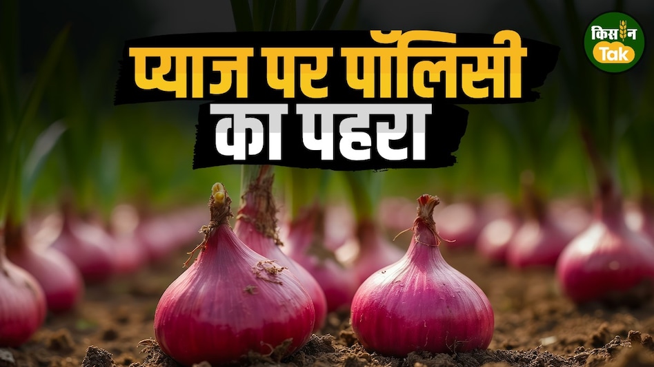 प्याज एक्सपोर्ट में भारी गिरावट, पाकिस्तान ने कब्जा लिया बाजार...किसानों पर क्या होगा असर? प्याज एक्सपोर्ट में भारी गिरावट, पाकिस्तान ने कब्जा लिया बाजार...किसानों पर क्या होगा असर?