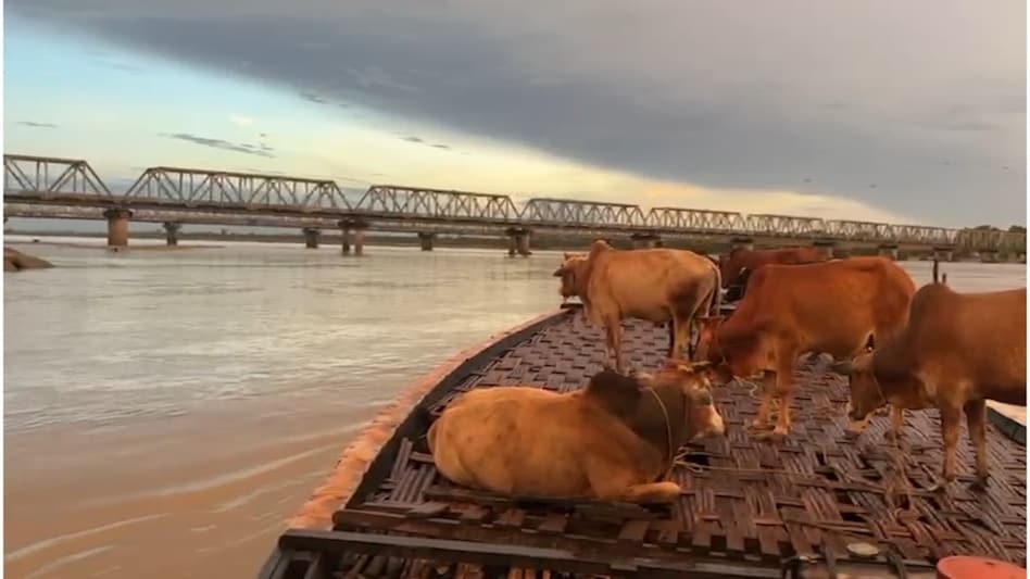 बाढ़ में पशु मृत्यु होने पर इतने रुपये मुआवजा देती है सरकार, नई स्कीम के बारे में जान लें किसान बाढ़ में पशु मृत्यु होने पर इतने रुपये मुआवजा देती है सरकार, नई स्कीम के बारे में जान लें किसान
