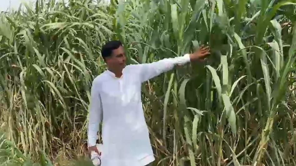 Napier grass: नेपियर घास ने बढ़ा दी इन 4 किसानों की कमाई, आप भी जान लीजिए कैसे Napier grass: नेपियर घास ने बढ़ा दी इन 4 किसानों की कमाई, आप भी जान लीजिए कैसे