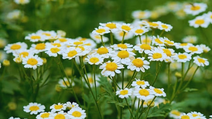 बाबूना का फूल