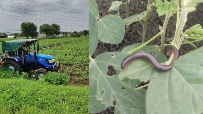 Hingoli Farmer Runs Tractor On Soybean Crop