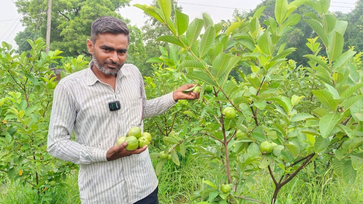 ताइवान पिंक अमरूद की बागवानी करने वाले मनकापुर के किसान राजेश वर्मा (Photo-Kisan Tak)