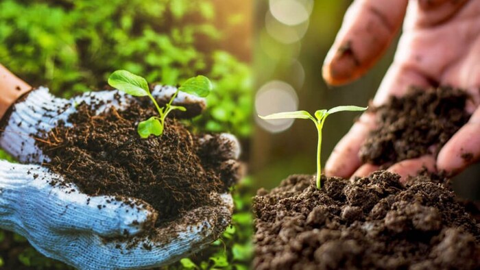 जैविक फसलों के लिए MSP